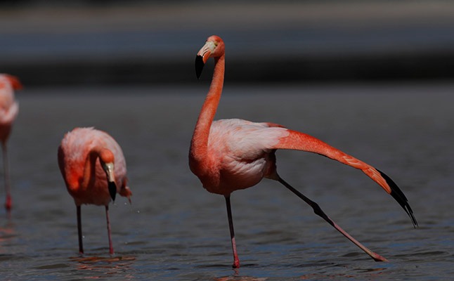 Galapagos Flamingos