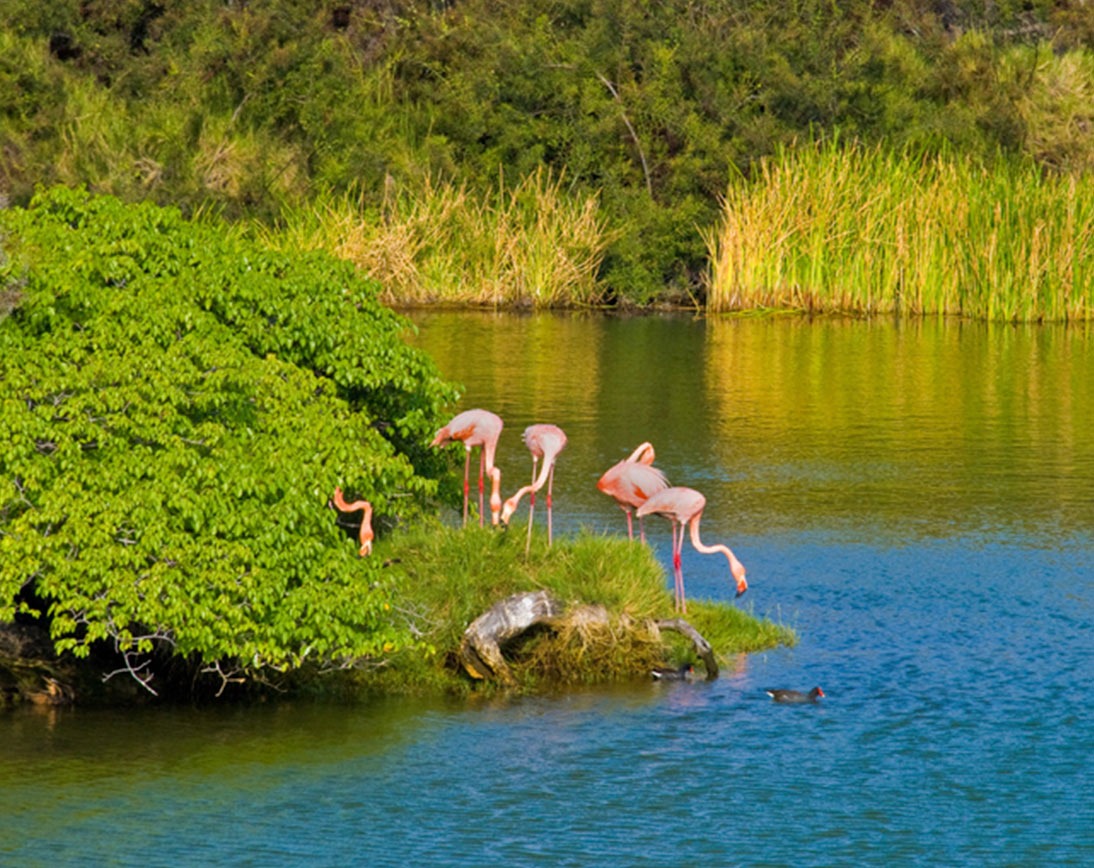 Florena Island | Galapagos flamingos