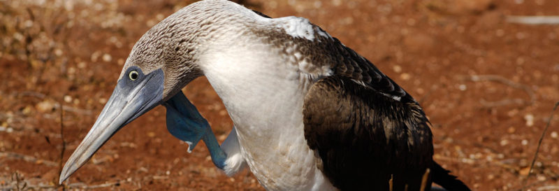 Why are boobies’ feet blue?