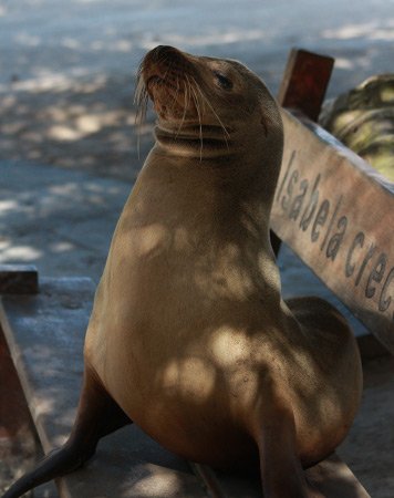 Fur Seals & Sea Lions