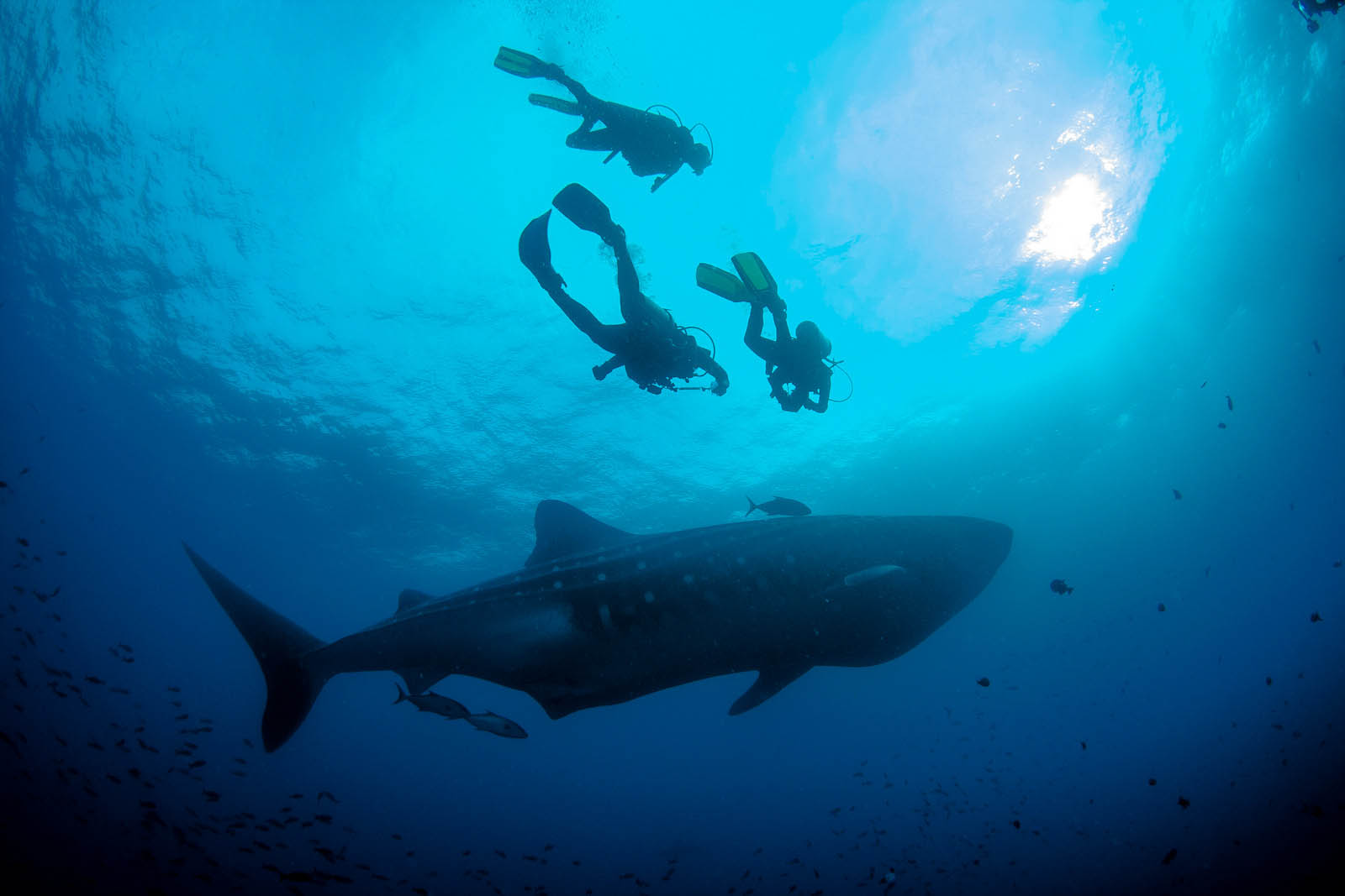  Galapagos | Galapagos Shark Safari: Dive into an Underwater Wonderland