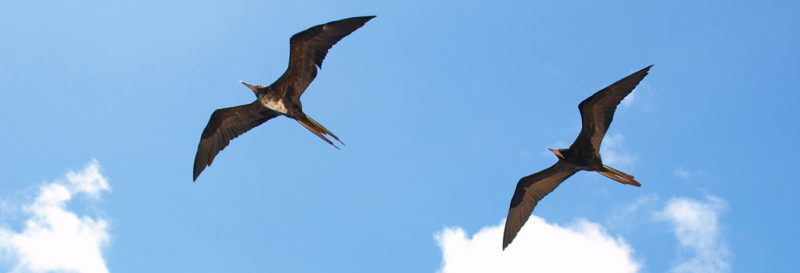 How did the animals arrive in Galapagos? | South America Travel Specialists How did the animals arrive in Galapagos? | South America Travel Specialists