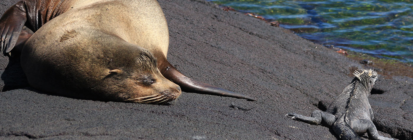  Galapagos Islands | Watching the Evolution Through Time