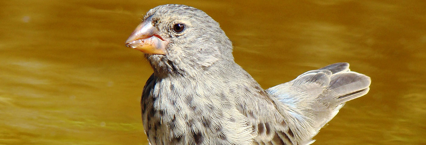  Galapagos | How the famous finches genetically evolved
