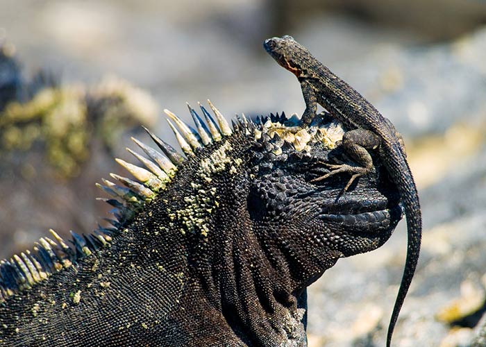 Galapagos Reptiles | Galapagos islands | Galapagos Cruises