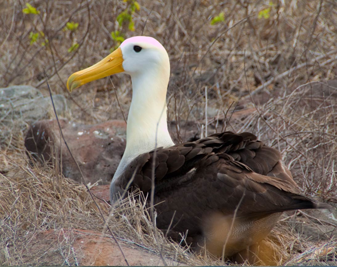 Galapagos Birdlife