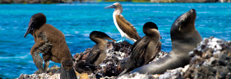 When is the best time to take a Galapagos cruise?
