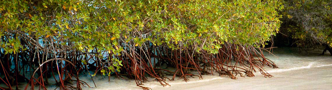 Mangroves