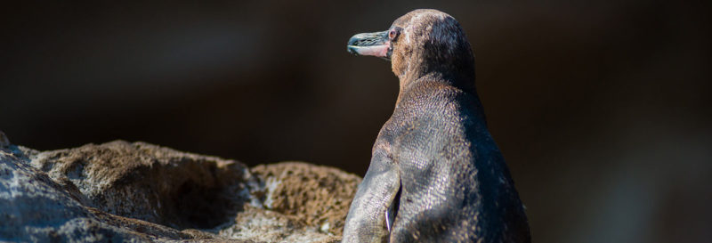  Nature Encounters | The best of the Galapagos Islands to see in January