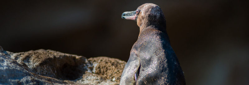 The best of the Galapagos Islands to see in January