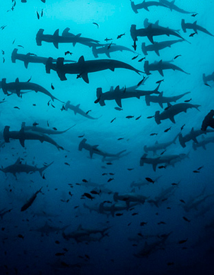  Galapagos | Embarking on an Underwater Odyssey with Galapagos Sharks