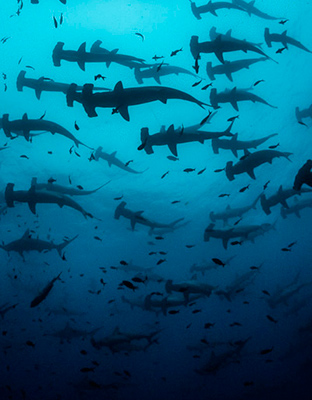 Embarking on an Underwater Odyssey with Galapagos Sharks