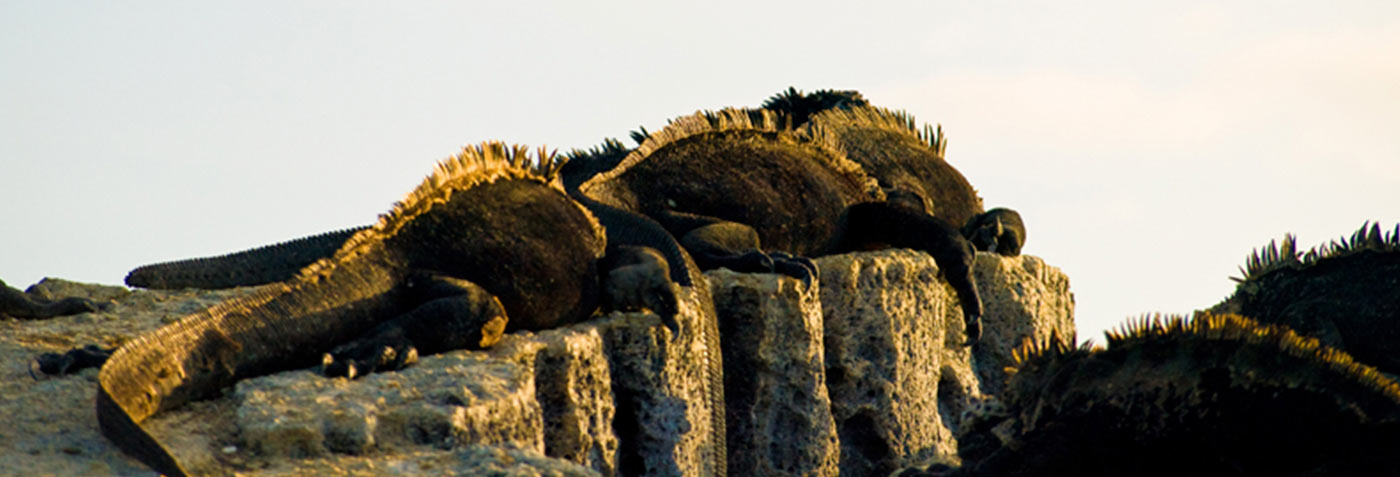  Galapagos | Why your Galapagos Islands vacation might be important?