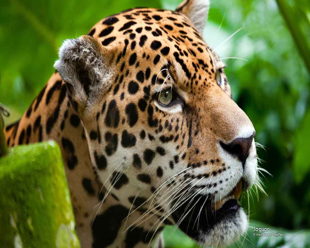 Ecuador Wildlife