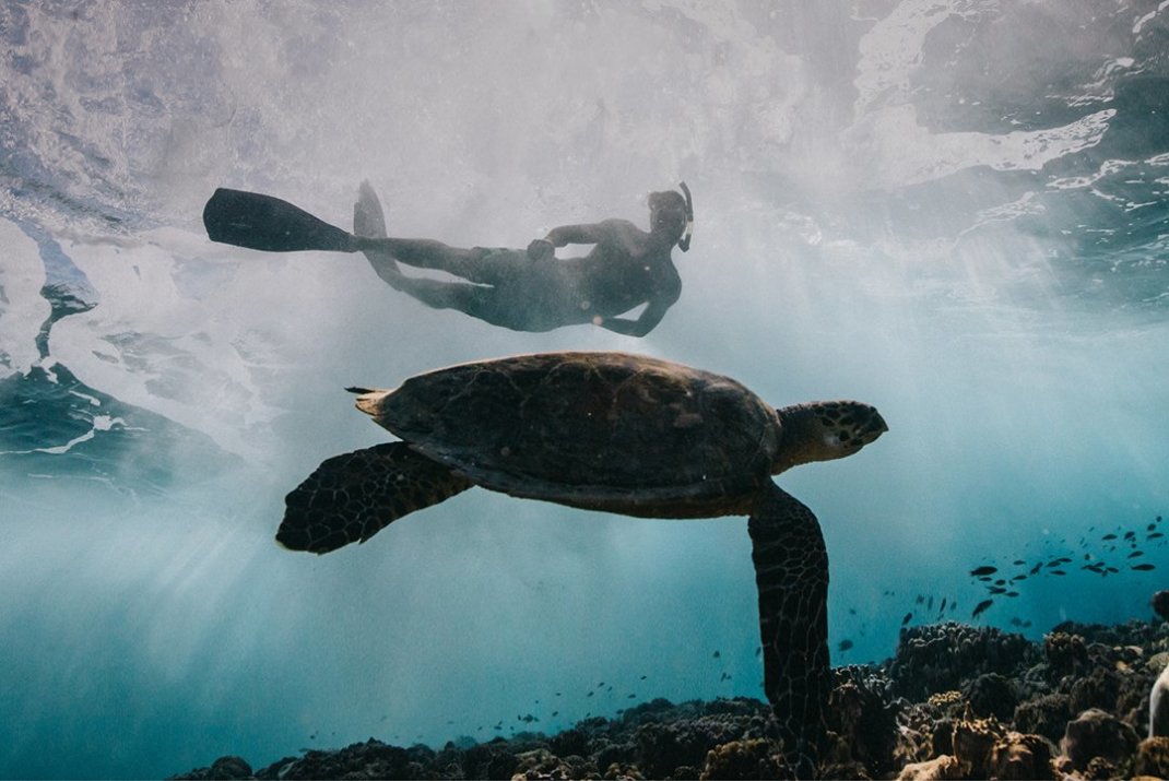 Snorkel with turtle | Carrion Point