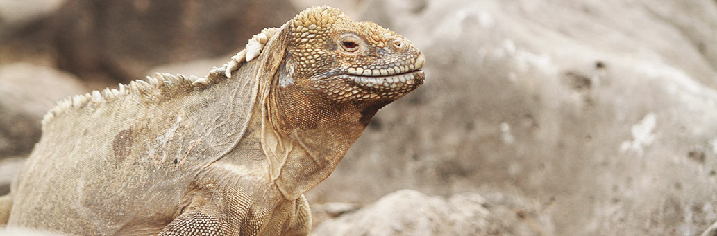 After 200 years the land iguanas are back to Santiago Island