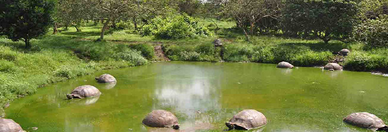 What do you Think Would Happen to the Galapagos Islands without Control Over Tourism?