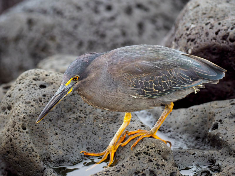 Wildlife activity | Galapagos |October