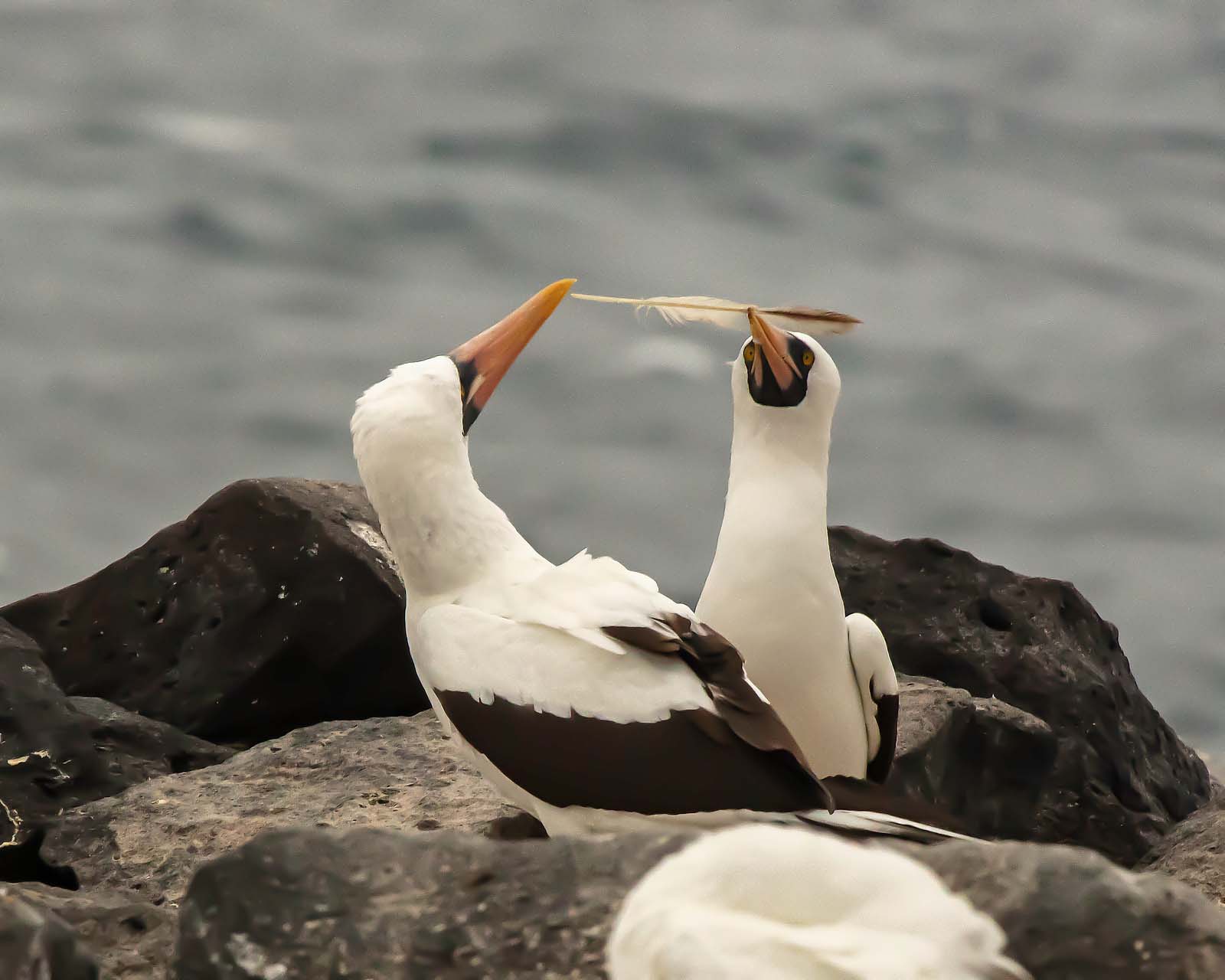 Wildlife activity | Galapagos |November