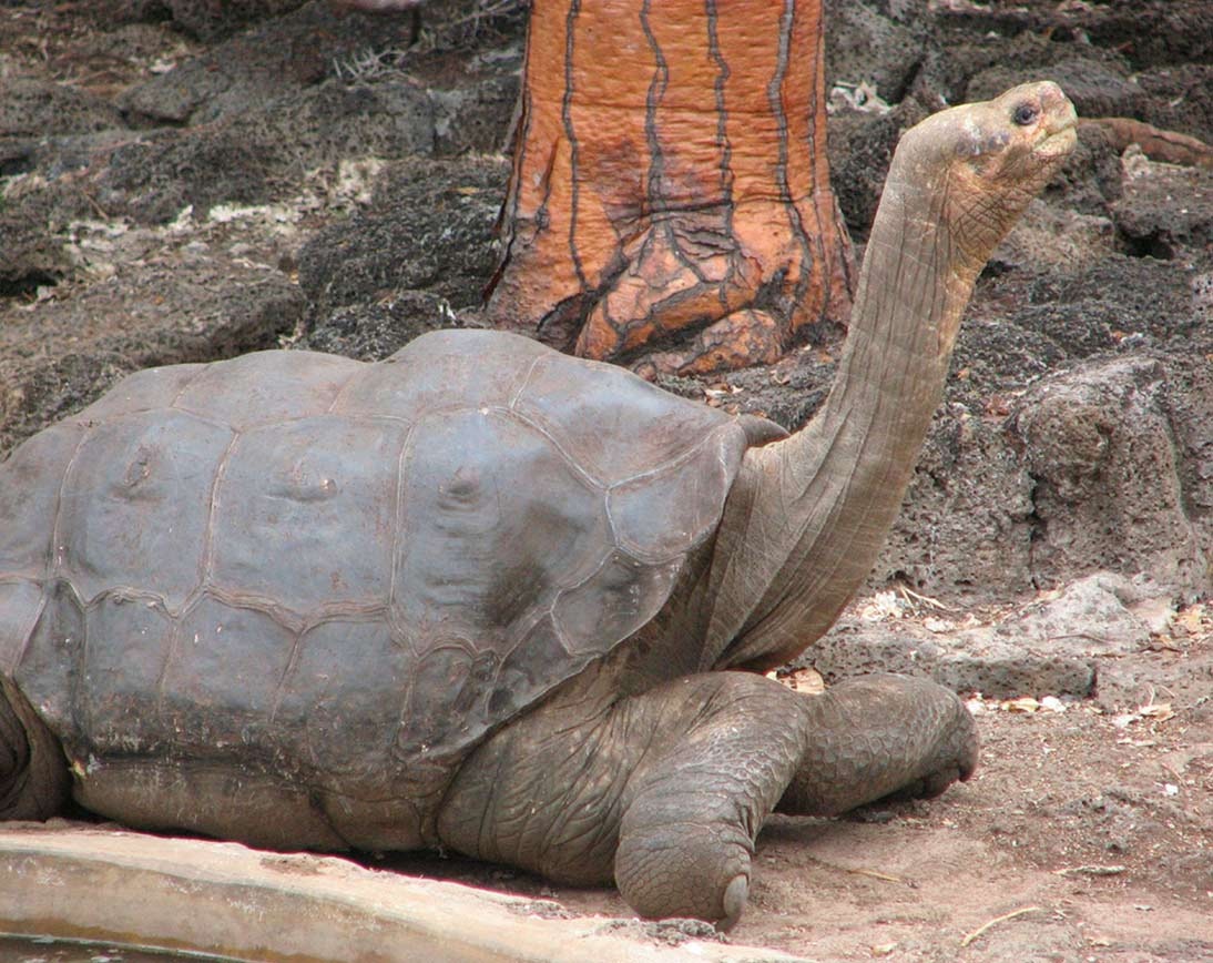 Turtle | Galapagos