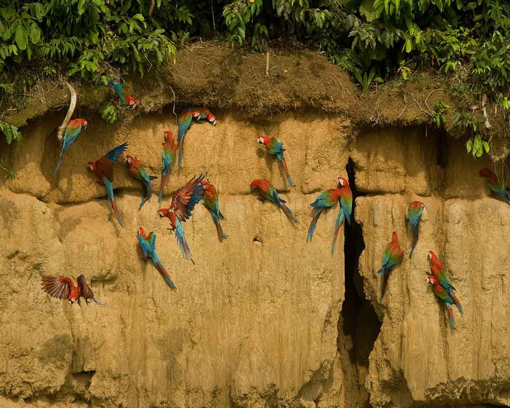 Puerto Maldonado Huacamayos | Peru