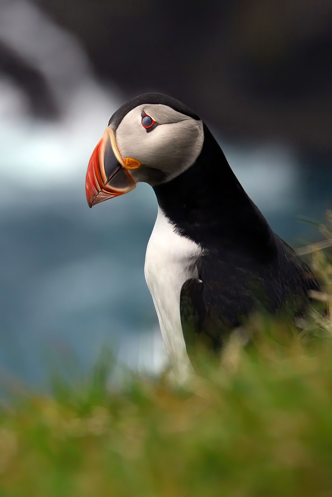 South Georgia & Antarctic Odyssey featuring the South Sandwich Islands