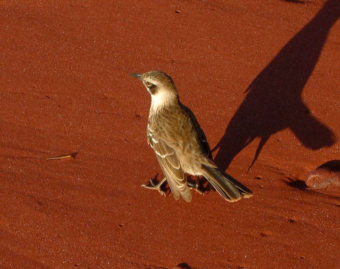 Bird