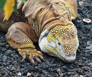 Reptiles