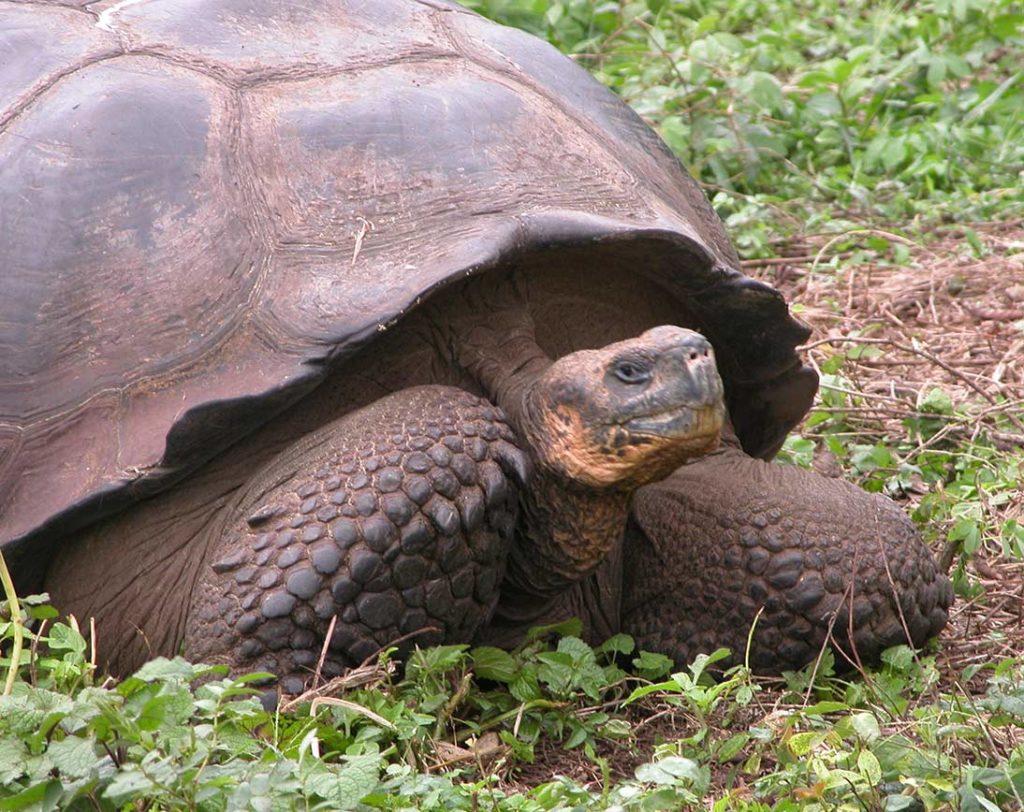 Tortoise