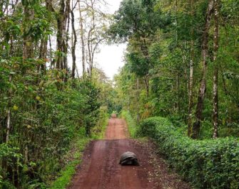 Giant tortoise