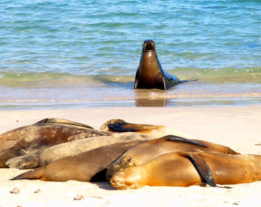 Santa Fe | Galapagos