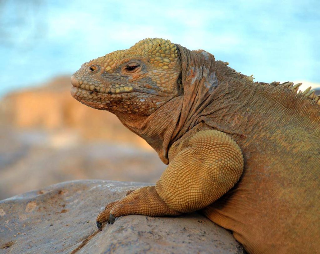 Land iguana