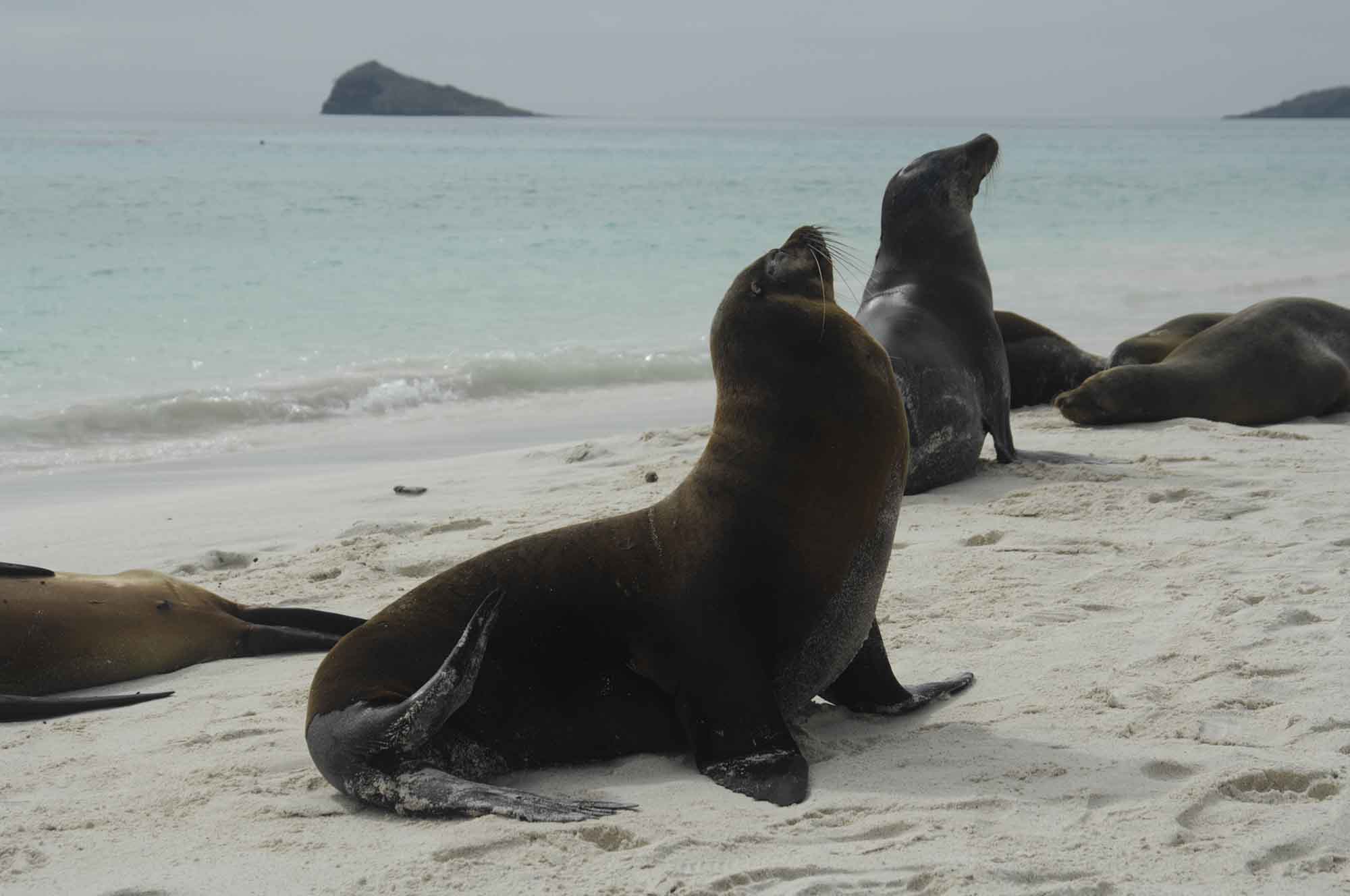 Sea lions | North Seymour Island