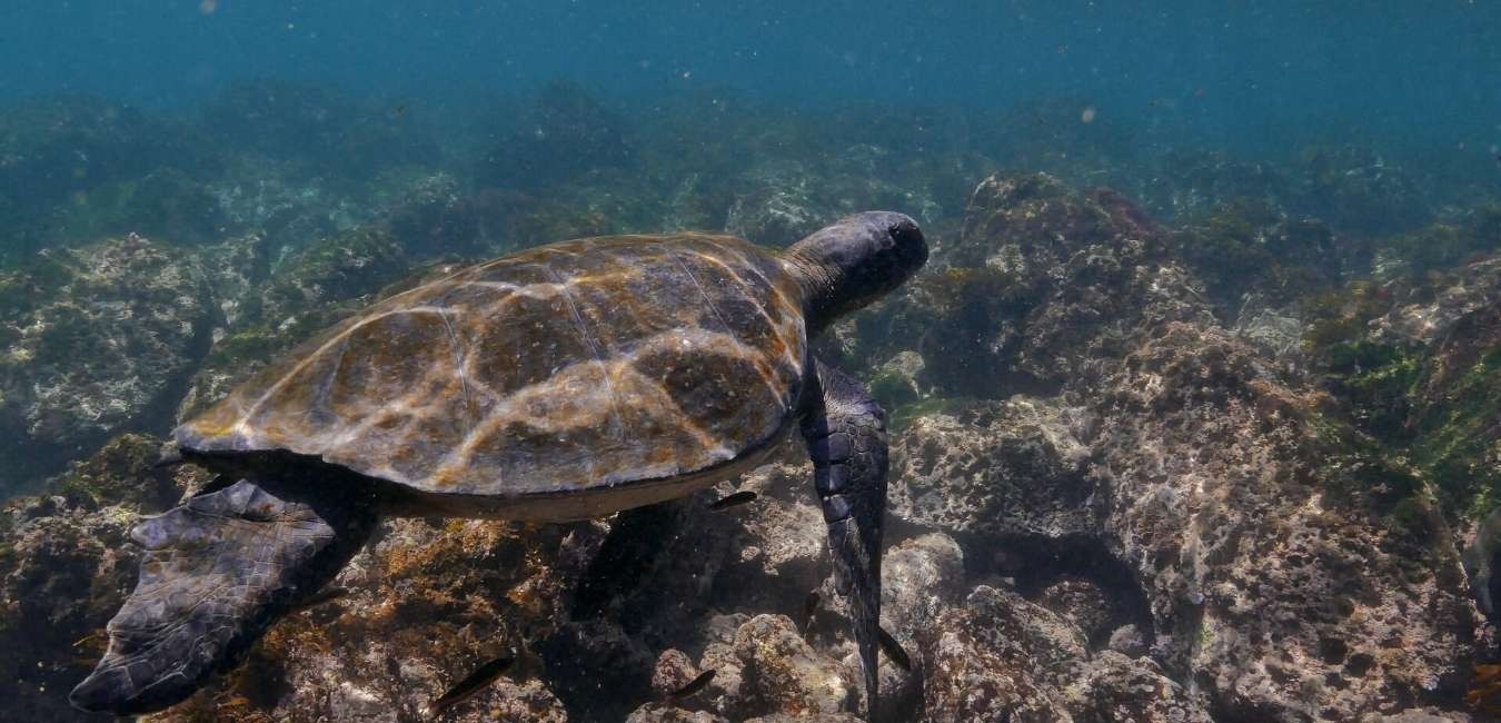 Bahía Tortuga | Sea turtle | Galapagos Islands | South America Travel