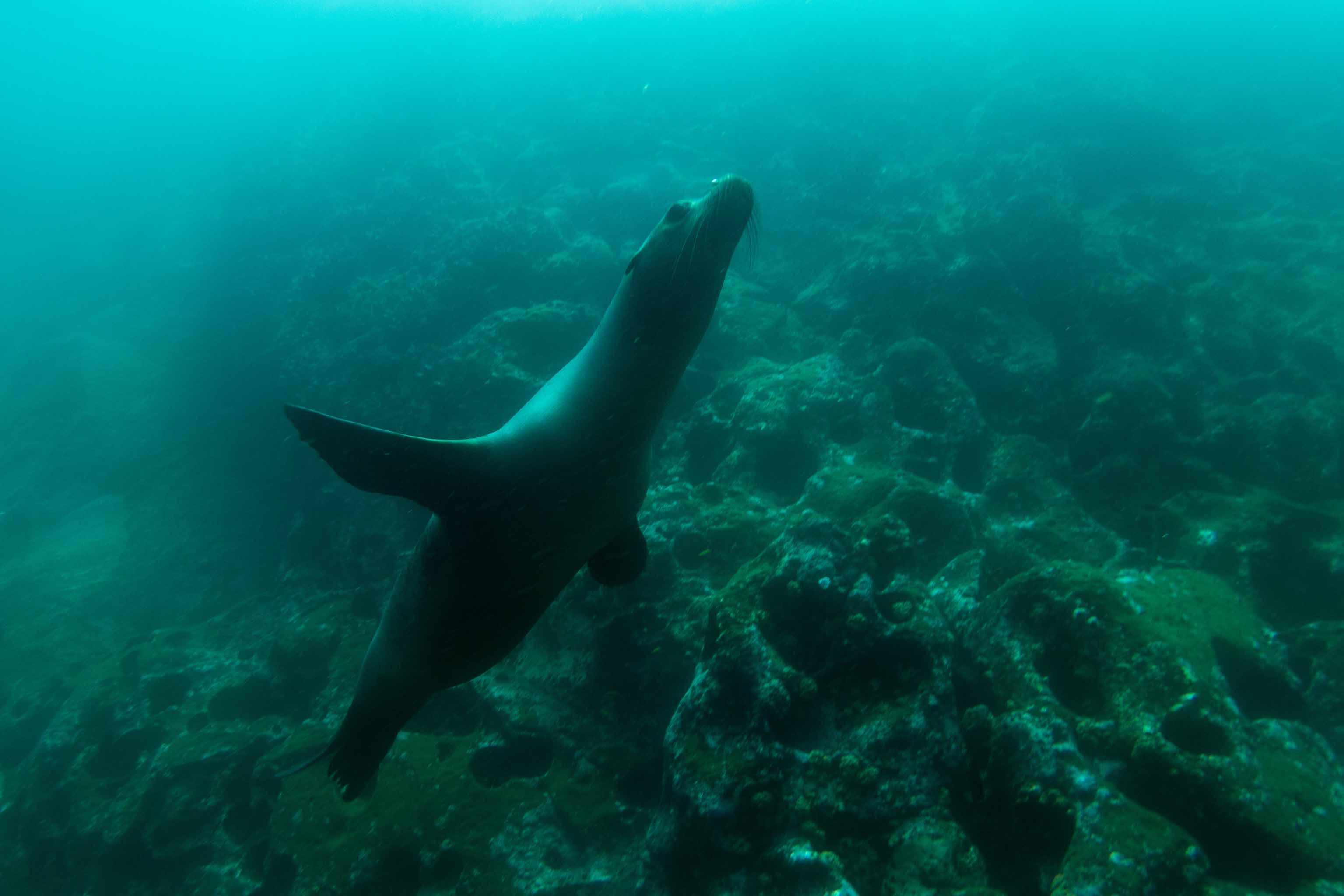 Galapagos 8 day east islands cruise on board the Endemic