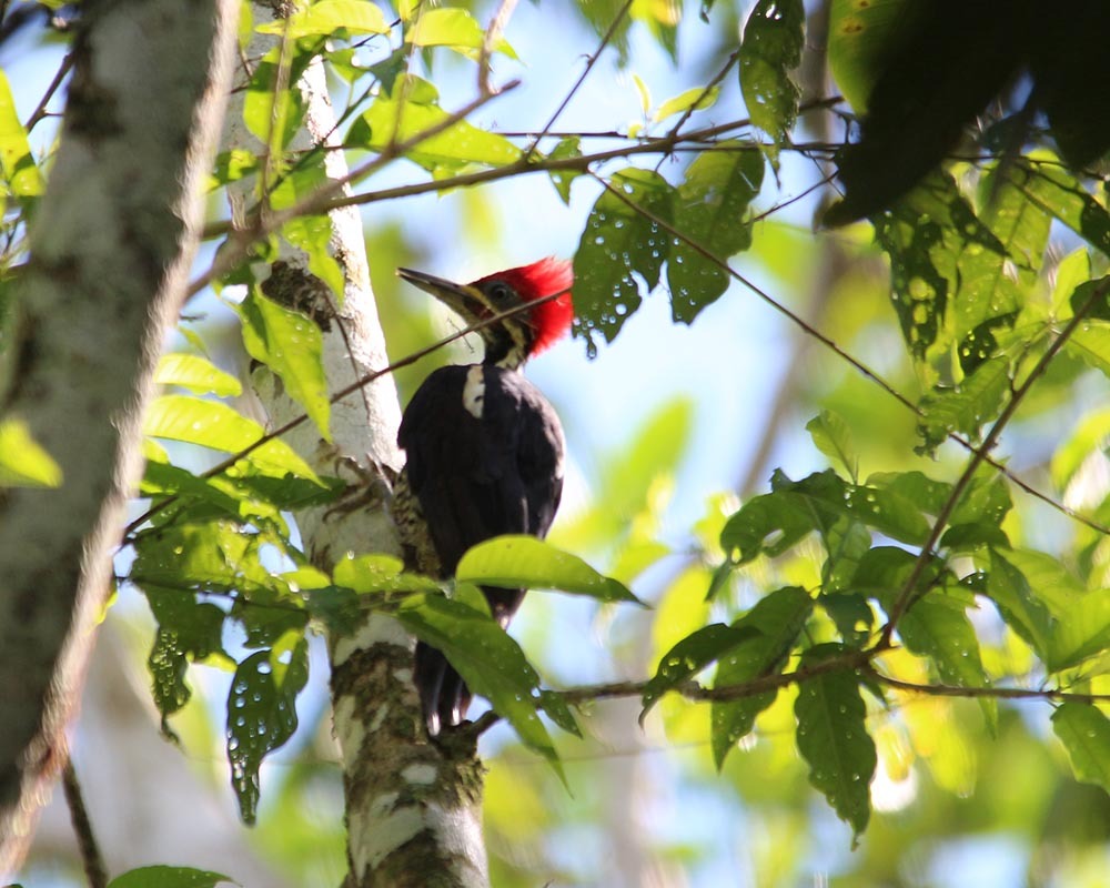 Amazon Birds | Ecuador