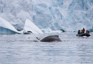 Zodiac and Whale | Antarctica