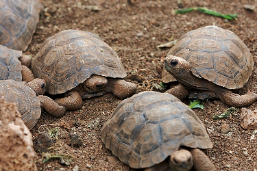 Galapagos tortoise