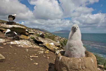 Albatross | Antarctica
