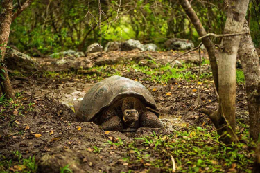 Santa Cruz Island | Galapagos