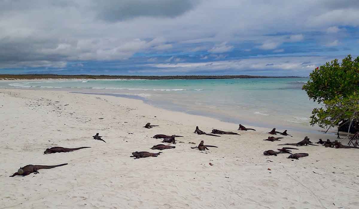 Santa Cruz | Galapagos Island | South America Travel