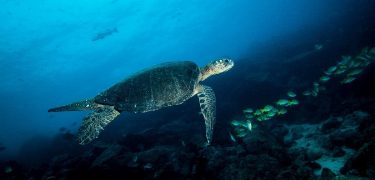 Galapagos Sea Turtle