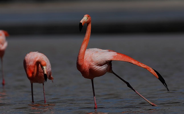 Flamingo Lake | Isabela