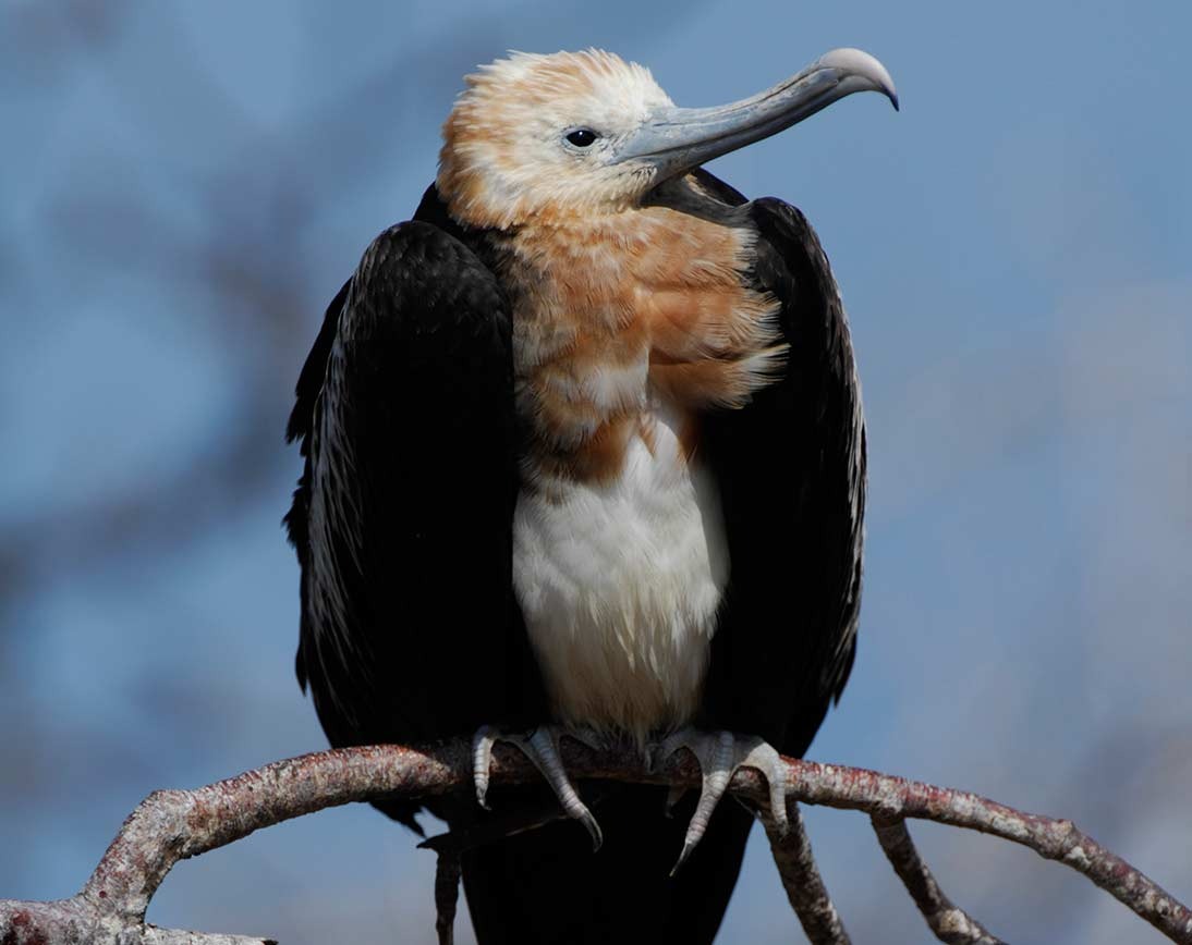 Galapagos birds | North Seymour Island - Islas Galápagos