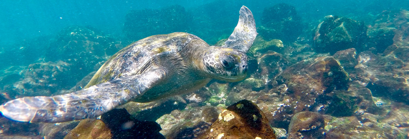  Galapagos | Snorkelling with sea turtles and Galapagos tortoise