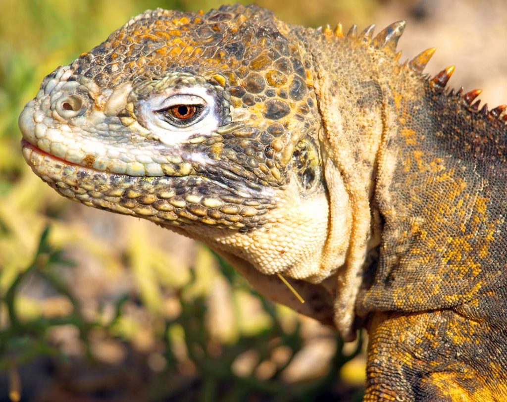 Land iguana