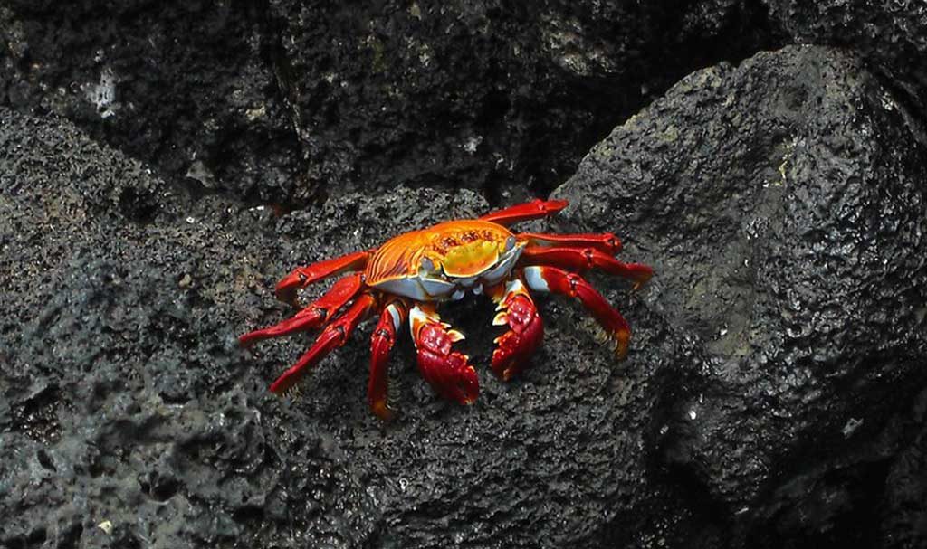 Bahía Sullivan | Crab | Galapagos Islands