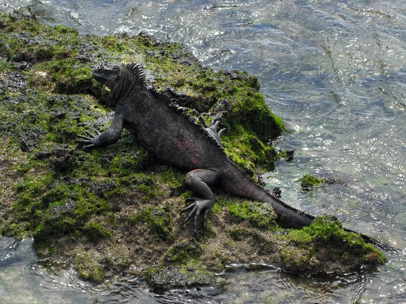 Western Islands Galapagos Catamaran Cruise 8 day route (2025)