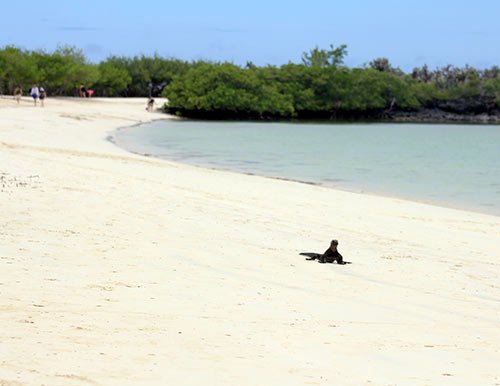 Bahía Tortuga | Galapagos Islands