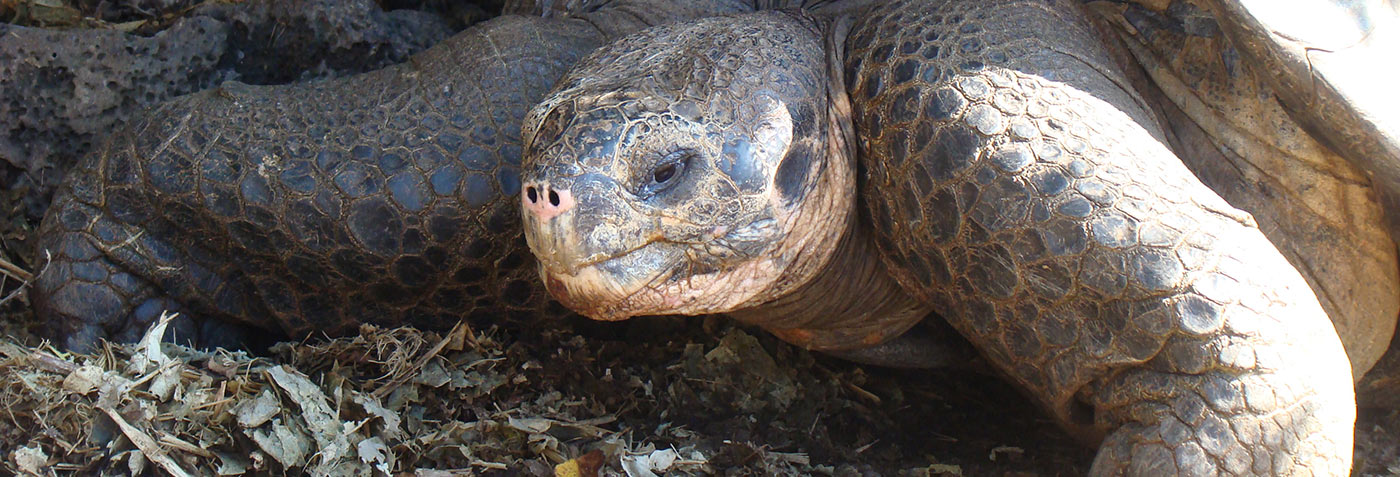 See Endemic Tortoise sub-species in the Galapagos Islands